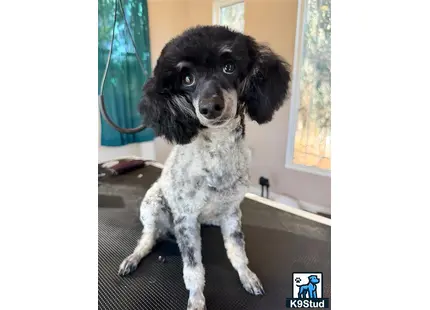 a poodle dog sitting on a couch